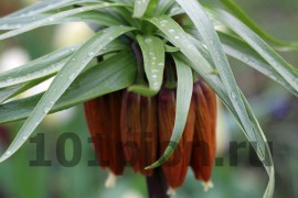 Рябчик императорский / Fritillaria imperialis