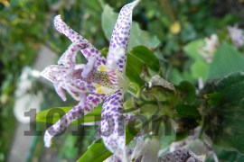 Трициртис столононосный Пёрпл Бьюти / Tricirtis Purple Beauty
