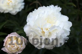 Peony Camellia White / Пион Камелия Уайт