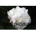 Пион Camellia White