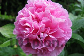 Peony Carnation Bouquet / Пион Карнэйшн Букет