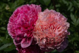 Peony Glowing Raspberry Rose / Пион Глоуинг Распберри Роуз