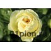 Пион Lemon Chiffon