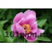 Пион May Lilac