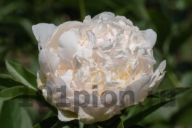 Peony Puffed Cotton / Пион Пафт Коттон